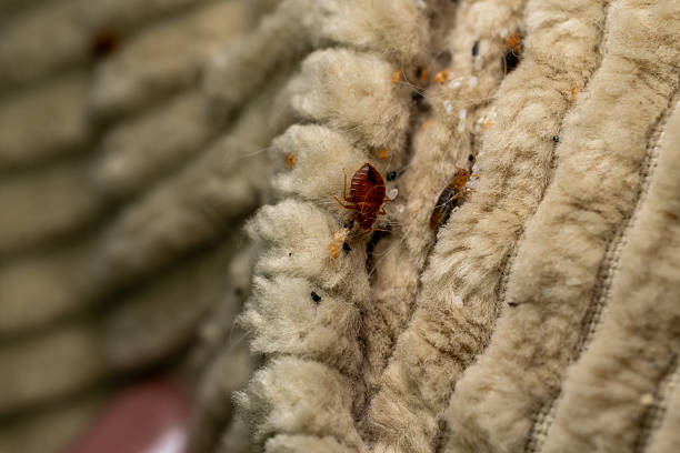 Bed Bug Infestations in Winter