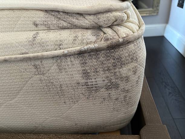 Bed Bug Infestation