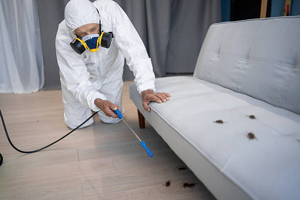 Regular and Emergency Bed Bug