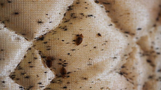 Bed Bugs Keep Coming Back