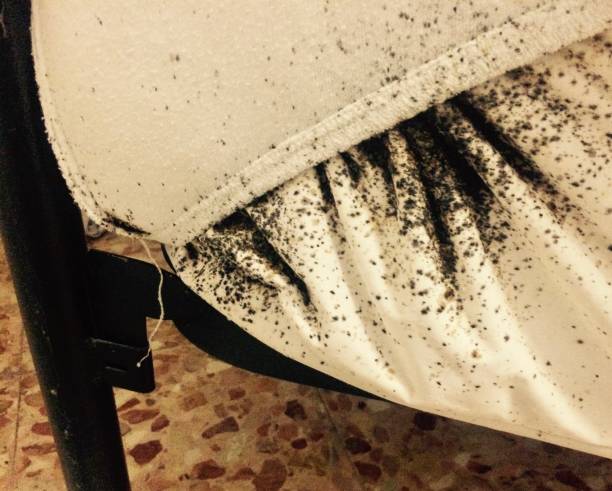 Bed Bugs Keep Coming Back