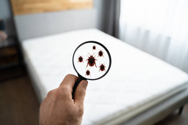 24 Hour Emergency Bed Bug Extermination
