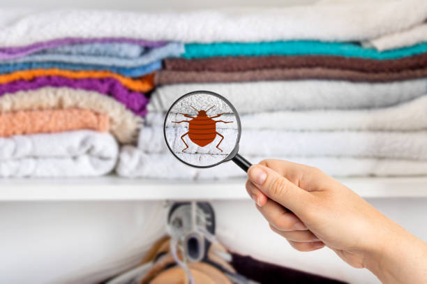 Can Bed Bugs Spread Through Shared Laundry Facilities