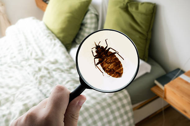 Health Risks of Ignoring a Bed Bug Problem