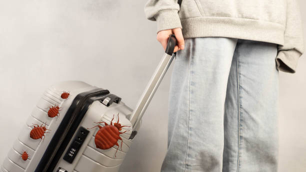 Bed Bugs Survive in Clothing and Luggage