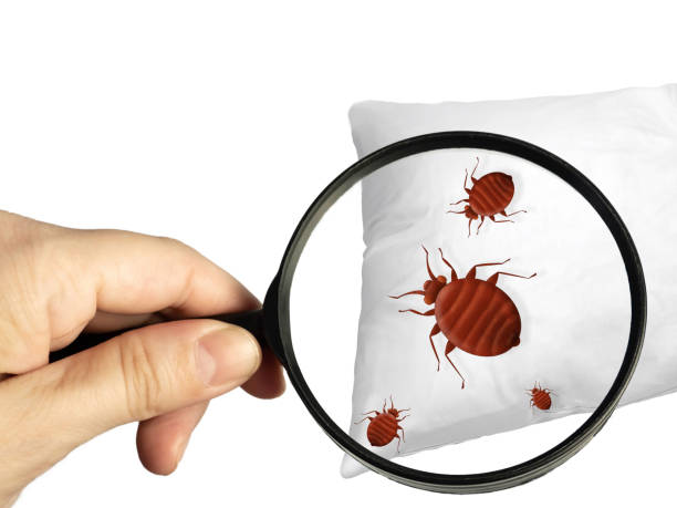 Bed Bugs and Dust Mites