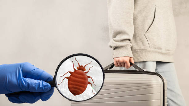 Bed Bug Emergencies