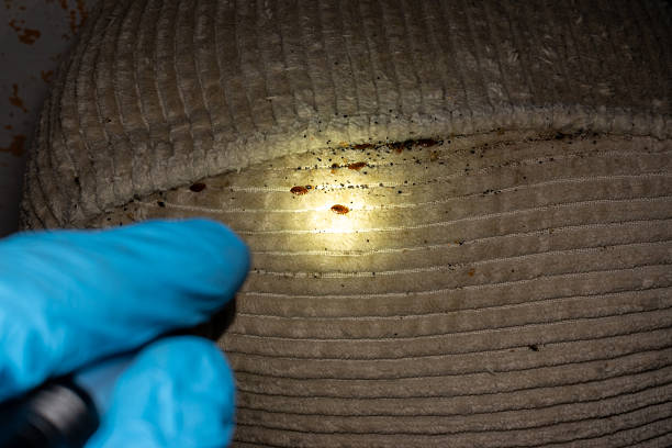 Find Bed Bugs in My Home at Night