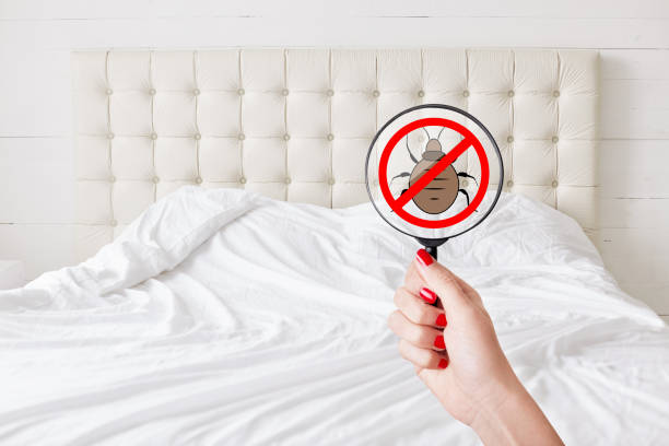 Stop Bed Bugs Fast